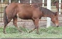 Sale Barn Yearling: Linda Cody Rat (Eddie The Rat X Linda Cody King)